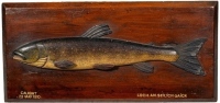 A rare Fochaber's carved wooden Char the naturalistically painted half block fish with relief fins, mounted on chamfered mahogany board with cream painted legend "Caught 25 May 1910, Loch-An-Seilach Gaick", verso black stenciled C. Farlow & Co. Ltd. detai