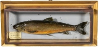 A P.D. Malloch mounted Char, being the actual specimen fish to the preceding lot, set within a gilt framed picture showcase, blue painted backboard with applied printed legend plaque "Caught on 25th May 1910 by Mrs. Wolfenden in Loch-an-Seilich, Gaick" an