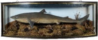A rare Spurdog Shark mounted by J. Cooper & Sons mounted in a naturalistic seabed setting within a gilt lined and bow fronted case, gilt inscribed "Warrington Anglers Association, Caught in Scottish Waters, 1904", blue painted backboard with applied Radn