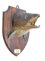 A mounted Brown Trout head by Edw. Gerrard & Sons, oak shield shaped plaque with applied rectangular ivorine legend plate ""Harold", River Dwyryd, 4th July 1957", verso paper trade label and an un-named mounted Pike head on ebonised wooden shield plaque 