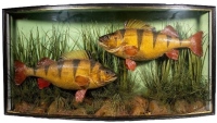 A pair of Perch mounted by Fred Sanders in a naturalistic aquatic setting within a gilt lined and bow front case, green painted back board with hand-written legend plaque "Caught Sept. 10th 1904, Weight 4lbs and 4 ¼lbs.", although this case does not bear 