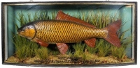 A fine Carp by W.B. Griggs mounted for J. Cooper & Sons, in naturalistic lakebed setting within a gilt lined and bow front display case, gilt inscribed "Carp 9lbs, 12ozs., Caught by W.A. Dunn at E. Clandon, 22nd Oct. 1939", grey/green graduated backboard 