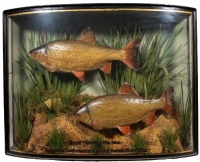 A pair of Roach by W.F. Homer set amongst aquatic vegetation within a gilt lined and bow fronted display case, gilt inscribed "Roach 2lbs 4ozs, ' 2lbs 9ozs, Caught by B.H. Cranmer, at Chislet, Kentish Stour, 6/3/38", green backboard with painted reed deco