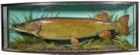 A good Pike by J. Cooper & Sons, mounted in naturalistic setting within a gilt lined and bow fronted case, gilt inscribed "Pike, Caught by G. Roberts at Ross-on-Wye, Nov. 18th 1928, Weight 27 ½lbs." blue painted backboard with applied Radnor St. trade lab