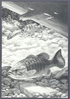 Bob Hines: twenty two black and white proof bookplates illustrating various game, sea and coarse fish species set in natural environments including marlin, tuna, crappie, walleye, pike, catfish, brook trout, salmon, grayling, lake trout et al, each in car