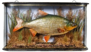 A cast of the British Record Roach set amongst aquatic vegetation within a gilt lined wrap-around case, gilt inscribed "Record Roach, Caught by Ray Clarke, Dorset Stour, 27th October 1990, Weight 4lb. 3oz.", blue painted backboard, 23 ½" wide