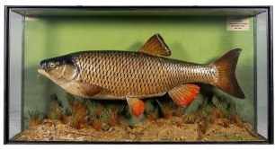 A fine J. Cooper Chub mounted by Len Griggs in naturalistic riverbed setting within a flat fronted showcase, grey/green graduated backboard with applied legend plaque "Caught by T. Walker, in the Thames at Cookham, 23rd March 1954, 4lb 9ozs.", Bath Rd. t