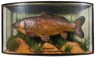 A Common Carp mounted by W.F. Homer set amongst aquatic vegetation within a gilt lined and bow fronted case, gilt inscribed "Carp 13lbs 1½ozs., Caught by M.J. Webber "River Brue" Sept. 29th 1936", green backboard with painted reed decoration, no trade lab