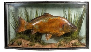 A Mirror Carp set amongst aquatic vegetation in bow fronted case, applied legend plaque "Mirror Carp, 3lbs, Circa 1910" and with J. Cooper Radnor St. trade label to top left corner, restored, 21" wide