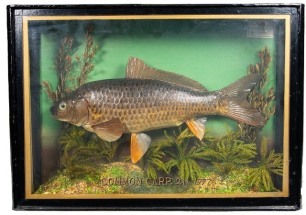 A small Common Carp by Peter Stone mounted in lakebed setting within a gilt lined flat front show case, gilt inscribed "Common Carp, 2lbs., 1997", graduated grey/green painted backboard with applied paper trade label to top right corner, 18" wide