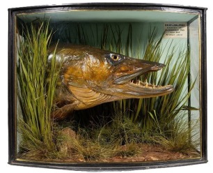 A large Pike head mounted by J. Cooper & Sons set amongst aquatic vegetation within a gilt lined and bow fronted case, backboard with applied hand-written legend "Head of 30lb Pike, Caught in Llanbuchlan Pool, near Hay, March 1922", taped over crack to up