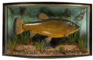 A Tench mounted by J. Cooper & Sons in naturalistic lakebed setting within a gilt lined and bow fronted case, gilt inscribed "Tench, Caught by A.J. Reeves at Swan Pool, 11th July 1933, Weight 3lbs 6ozs", grey/green graduated backboard, 23" wide