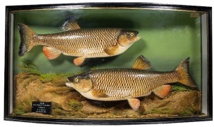 A fine pair of J. Cooper & Sons River Avon Chub mounted by W.B. Griggs, in naturalistic riverbed setting within a gilt lined bow fronted case, interior rectangular black legend plaque "Chub, 3lbs 10ozs & 3lbs 4ozs at Downton, by G. Neville, 13th March 19