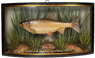 A Dace by W.F. Homer mounted in naturalistic riverbed setting within a gilt lined and bow fronted case, gilt inscribed " Dace 14 ½ozs, Caught by H. Simner, river Onny, 11th Dec. 1932" green backboard painted reed decoration and with applied trade label to