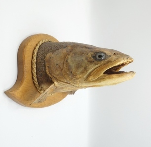 A large Huchen head mounted on shield shaped oak backboard with twisted rope border surround to fish's shoulder