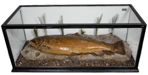 A P.D. Malloch mounted Brown Trout displayed lain upon a rock within a table top rectangular picture show case, blue painted backboard with applied paper trade label to top right corner, restored at some time, 25 ½" wide