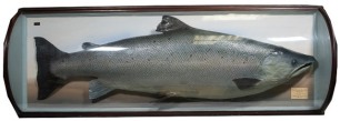 A fine P.D. Malloch cock Salmon mounted in mahogany framed barrel showcase, graduated blue painted backboard with applied printed legend plaque to bottom right corner "Caught in Little Verie, River Awe, June 13th 1928, Length 48 ¼", Girth 27 ½", Weight 48