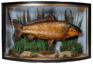 A Common Carp by F.W. Anstiss mounted in naturalistic setting within a gilt lined and bow fronted case, blue painted backboard with applied printed legend plaque "Carp, Caught at Twickenham, November 2nd 1907, weight 3lbs.", paper First St. oval trade lab