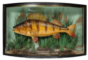 A fine Perch by F.W. Anstiss mounted in riverbed setting within a gilt lined and bow fronted case, gilt inscribed "Perch 2lbs 2ozs., Taken in the Brandon river by A.J. Johnson, 27th July 1905, green painted backboard with paper First St. oval trade label 