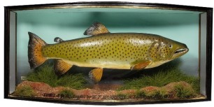 A Brown Trout by J. Cooper & Sons, mounted in naturalistic riverbed setting within a gilt lined and bow fronted case, gilt inscribed "Trout 8 ½lbs, Caught by E.F. Harrison, in Lake Conn, Sept. 1932", graduated grey/green painted backboard with applied tra