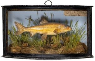 A rare Gudgeon by J. Cooper & Sons set amongst aquatic vegetation within a gilt lined and bow fronted case, blue painted backboard with applied paper legend plaque "Gudgeon, Caught by C. Fisher, All Saints Angling Society at the Ketch, Sept. 20th 1903, we