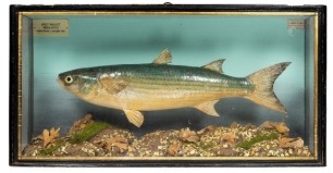 A scarce Thick Lipped Grey Mullet by J. Cooper & Sons mounted in natural seabed setting within a gilt lined and flat fronted case, graduated blue/grey painted backboard with rectangular ivorine legend plaque " Grey Mullet, Mugilchelo, Barry Funnell, 31st 