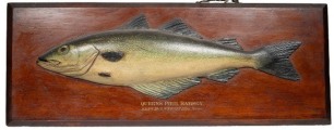 A rare Fochaber's carved wooden Coalfish the naturalistically painted half block fish with relief carved fins, mounted on rectangular chamfered mahogany backboard with painted legend "Queen's Pier, Ramsey, Sept. 1901, Weight 3lbs 14ozs.", verso stenciled