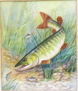 H. Davis: Pike attacking Roach, pair of watercolour studies, signed, framed and glazed, image 8 ¼" x 6 ¾" and another by the same artist, Parr rising to Mayfly, watercolour, framed and glazed, 6 ¾ x 9 ¾" (3)