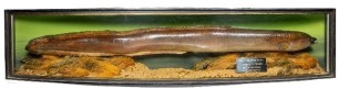 A fine J. Cooper & Sons Len Griggs mounted Eel set amongst aquatic vegetation within a gilt lined and bow fronted case, interior black/gold lettered rectangular legend plaque "Eel, 5lbs. 6ozs. 11drms., Caught by N. Mann 0n 31st July 1956 at Hawkstone Park