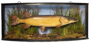 A scarce Jack Pike by J. Cooper & Sons, mounted in a naturalistic setting within a gilt lined and bow fronted case, gilt inscribed "'Pike' Caught near Acle Bridge, August 10th 1905", blue painted backboard, 27 ¾" wide (see illustration)