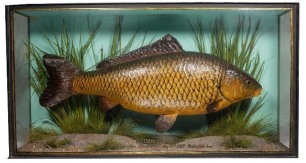 A Common Carp mounted by J. Cooper & Sons set amongst aquatic vegetation within a gilt lined flat front show case, gilt inscribed "Common Carp, Caught by Mr. J. Neddon, Hampton Court, Aug. 31st 1927, Weight 16lb. 4ozs.", blue painted backboard with applie