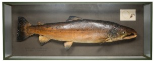 A scarce Salmon mounted by Rowland Ward displayed in a rectangular picture showcase, grey backboard with ink legend to lower left corner "Board Run, River Dovey, R.C. Ruck, 6th October 1921", gut eyed fly and cast of capture mounted to top right corner, v