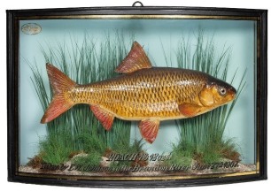 A Roach by F.W. Anstiss mounted in naturalistic riverbed setting within a gilt lined and bow fronted display case, gilt inscribed "Roach 1lb 12ozs., Taken by F.W. Johnson in the Brandon River, June 27th 1902, blue painted backboard with applied oval paper