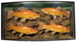 A fine J. Cooper & Sons case of four Golden Tench mounted by W.B. Griggs, in aquatic riverbank setting within a gilt lined and bow fronted case, gilt inscribed "Golden Tench, Caught by J.B. Lowe, Oct. 1944, Total Weight 7 ½lbs.", applied paper Bath St. tr