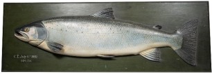 A fine Fochaber's carved wooden Salmon, naturalistically painted half block fish with relief carved fins, mounted on an unusual dark green painted chamfered backboard with white painted legend "C.T., July 8th 1910, 30 ¼lbs." verso stenciled C. Farlow and