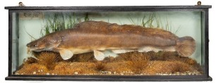 A Burbot mounted in naturalistic setting within a flat fronted showcase, blue backboard with applied paper legend plaque " Taken from a Gravel Pit Nr. Leighton Buzzard, 26th February 1949", 25" wide