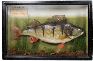 A Perch mounted by John Betteridge & Son set amongst aquatic vegetation within a flat fronted case, graduated green painted backboard with applied legend plaque " Perch, Caught by J. Kingerlea, Atcham, Oct. 22nd 1950, Weight 3lbs.", 20" wide