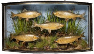 A J. Cooper & Sons case of five river Avon Dace mounted in naturalistic river bed setting within a gilt lined and bow fronted case, gilt inscribed "Dace, Caught by H.E. Deacock at Christchurch, Hants. Sept. 8th 1915", blue painted backboard with applied p