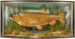 A fine J. Cooper & Sons river Wye Chub mounted by W.B. Griggs, set in naturalistic riverbed setting within a gilt line bow front case, graduated grey/green painted backboard with applied ivorine legend plaque "Chub, 5lbs 6 &frac12;ozs., Caught by Mr A.H. Partrid