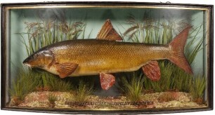 A good Barbel by J. Cooper & Sons, mounted in naturalistic riverbed setting within a gilt lined bow front case, gilt inscribed "Barbel 6lbs, Caught by E. Lascelles at Topcliffe, 1st July 1933", graduated grey/green painted backboard with applied Radnor St
