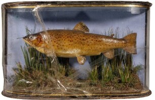 A J. Cooper & Son mounted Brown Trout, set amongst aquatic vegetation with a gilt lined wrap-around case (glass a.f.)., gilt inscribed and dated July 29th 1892, 23" wide, requires restoration