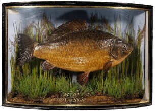 A Crucian Carp mounted by W. Barnes set amongst aquatic vegetation within a gilt lined and bow front case, gilt inscribed " Crucian Carp, Taken by B. Dutton, at Hythe, Sept. 2 1917, Wgt. 2lbs 1 &frac12;ozs.", blue painted backboard with applied paper trade label