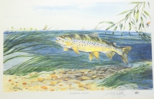 Charles Jardine: Missed Opportunity - Brown Trout, ltd. ed. colour print no.1/45, pencil signed and a matching print " The Lady of the Stream", pencil signed, both framed and glazed, image 13" x 19 &frac12;" (2)