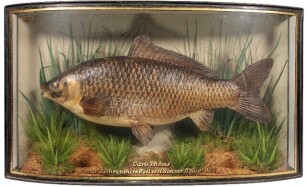 A good Carp mounted by W.F. Homer set amongst aquatic vegetation within a gilt lined bow front case, gilt inscribed "Carp, Caught in "Shropshire Pool" by H. Simner, 6th Augt. 1934", green backboard painted reed decoration and with applied Woodgrange Rd. p