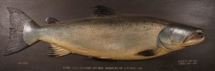A fine Fochaber's carved wooden Salmon the half block model naturalistically painted with relief fins and mounted on rectangular stained pine chamfered rectangular backboard with painted legend "40lbs, River Wye, October 10th 1907, Taken by Mr. A.T. Will