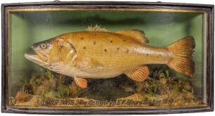 A rare J. Cooper & Sons Black Bass mounted by W.B. Griggs set amongst aquatic vegetation within a gilt lined bow front case, gilt inscribed "Black Bass, 3lbs, Caught by E.V. Moore, 3rd Aug. 1947", graduated grey/green painted backboard with applied Bath 