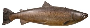 A rare P.D. Malloch carved wooden cock Salmon, the three quarter block fish naturalistically painted and with verso painted legend "Killed By F.S. Scott in Muccomer, 8th May 1916, Weight 34 &frac12;lbs., Girth 24", Length 43 &frac12;", Male", twin iron hanging loops, 