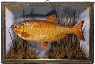 A Roach mounted by J. Cooper set amongst aquatic vegetation within a flat fronted, chamfered corner gilt lined showcase, blue painted backboard with applied hand-written paper legend plaque "Taken at Amberley, Sep. 23rd 1868 by E. Rogers, Weight 2lbs 2 ou
