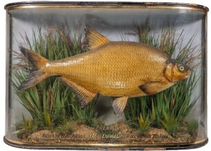 A Bream by J.H. Sowerbutts & Son mounted in naturalistic riverbed setting within a gilt lined wrap-around case, gilt inscribed "Bream, Taken by W. Mason in the Lee at Enfield Lock, 1st Oct. 1911, Wht. 7lbs 2ozs.", verso applied printed paper legend plaque