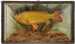 A Prussian Carp mounted in naturalistic lakebed setting within a flat fronted and gilt lined showcase, green painted backboard with applied paper legend plate "Prussian Carp (Carasius Vulgaris), Hampton Court, 1924, July", 16 &frac12;" wide
